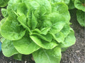 Buttercrunch Lettuce Seeds – Heirloom Non-GMO Butterhead, Heat-Tolerant, Crisp Leaves, 1000 Seeds for Salad, Container & Garden Planting