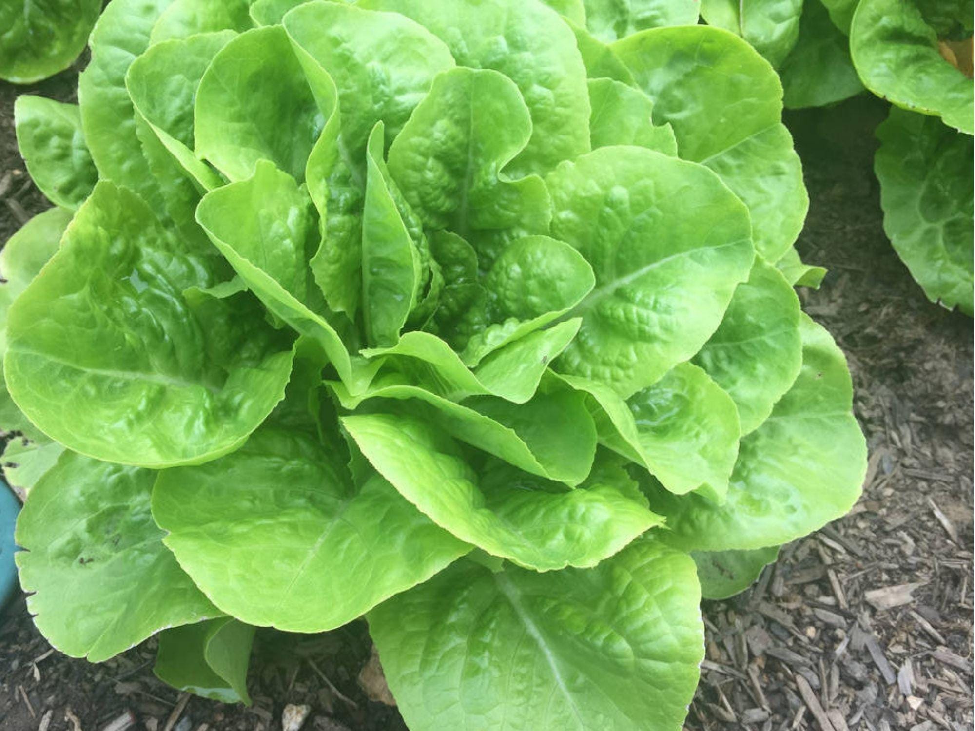 Buttercrunch Lettuce Seeds – Heirloom Non-GMO Butterhead, Heat-Tolerant, Crisp Leaves, 1000 Seeds for Salad, Container & Garden Planting