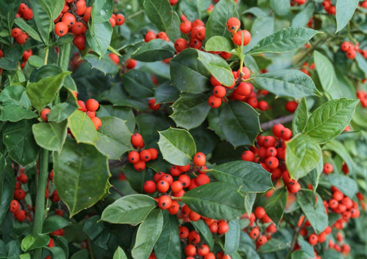 American Holly Tree Seeds – 25 Ilex Opaca Evergreen Red Berry Plants for Ornamental Landscaping and Wildlife Gardens