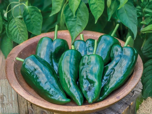 Palmer’s Penstemon Seeds (50) – Native Wildflower, Drought Tolerant, Fragrant Pink-Lavender Blooms, Pollinator Attractant, Penstemon palmeri