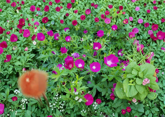Callirhoe involucrata Purple Poppy Mallow Seeds – Drought Tolerant Native Perennial Ground Cover, Magenta Wildflower, Trailing Plant