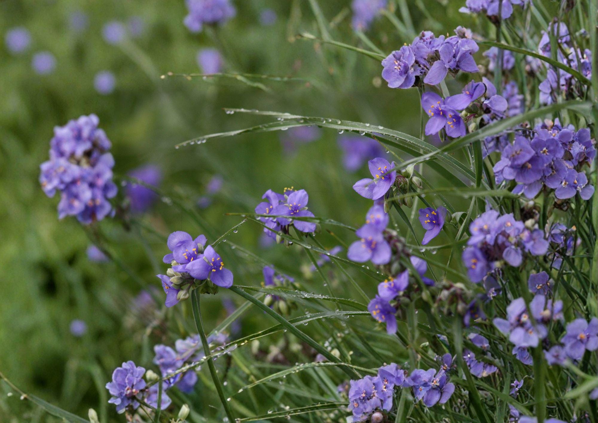 Tradescantia occidentalis Western Spiderwort Seeds, Native Blue Prairie Wildflower, Pollinator-Friendly Perennial for Sun Gardens