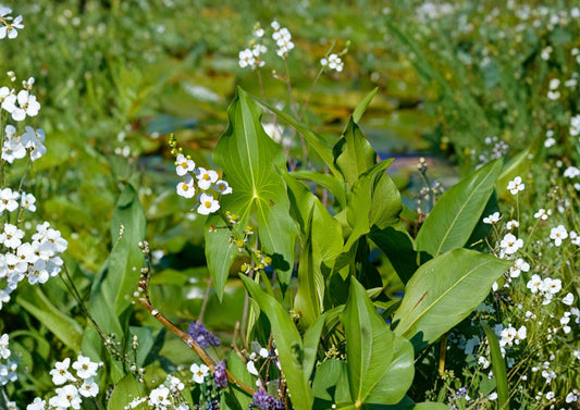 Common Arrowhead Seeds - Native Aquatic Wetland Plant, Duck Potato, Sagittaria latifolia, 500 Seeds