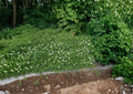 Canada Anemone Seeds - Native White Wildflower, Hardy Ground Cover, Anemone canadensis, Pollinator Friendly, 100 Seeds