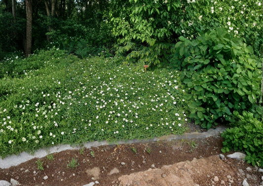 Canada Anemone Seeds - Native White Wildflower, Hardy Ground Cover, Anemone canadensis, Pollinator Friendly, 100 Seeds