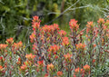 Northwestern Indian Paintbrush Seeds – Native Wildflower, Pollinator Friendly, Castilleja angustifolia var. dubia, Bright Red-Orange Bracts