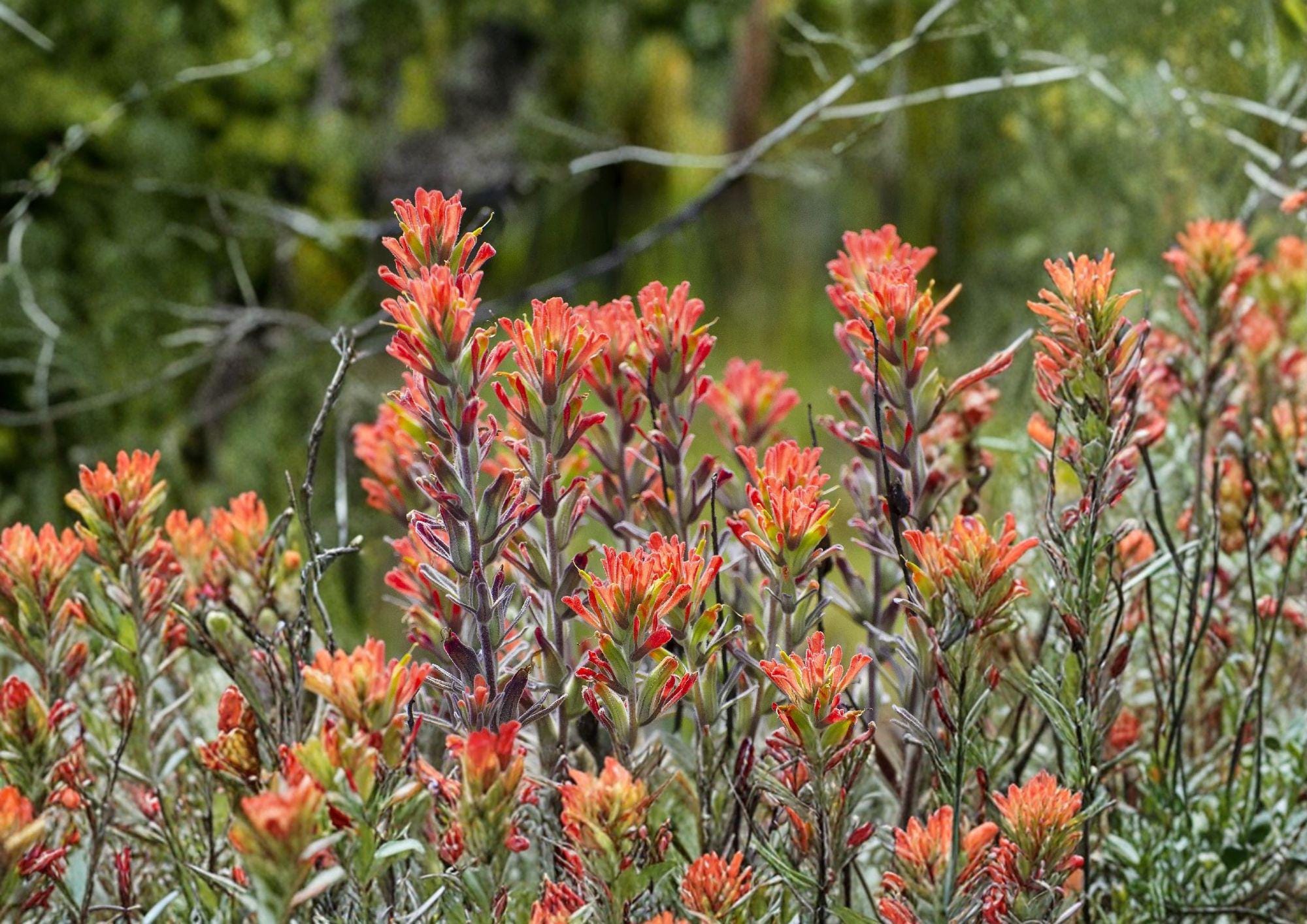 Northwestern Indian Paintbrush Seeds – Native Wildflower, Pollinator Friendly, Castilleja angustifolia var. dubia, Bright Red-Orange Bracts