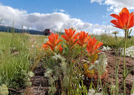Orange Paintbrush Seeds – Southwestern Native Wildflower Castilleja integra, Pollinator & Hummingbird Plant, Drought Tolerant, 100 Seeds