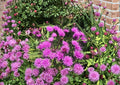 New York Ironweed Seeds – Native Purple Wildflower, 100 Seeds – Vernonia noveboracensis, Pollinator Attracting Perennial