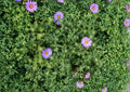 Aromatic Aster Seeds – Native Blue Purple Wildflower, Pollinator-Friendly, Symphyotrichum oblongifolium, 100 Seeds