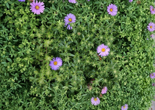 Aromatic Aster Seeds – Native Blue Purple Wildflower, Pollinator-Friendly, Symphyotrichum oblongifolium, 100 Seeds