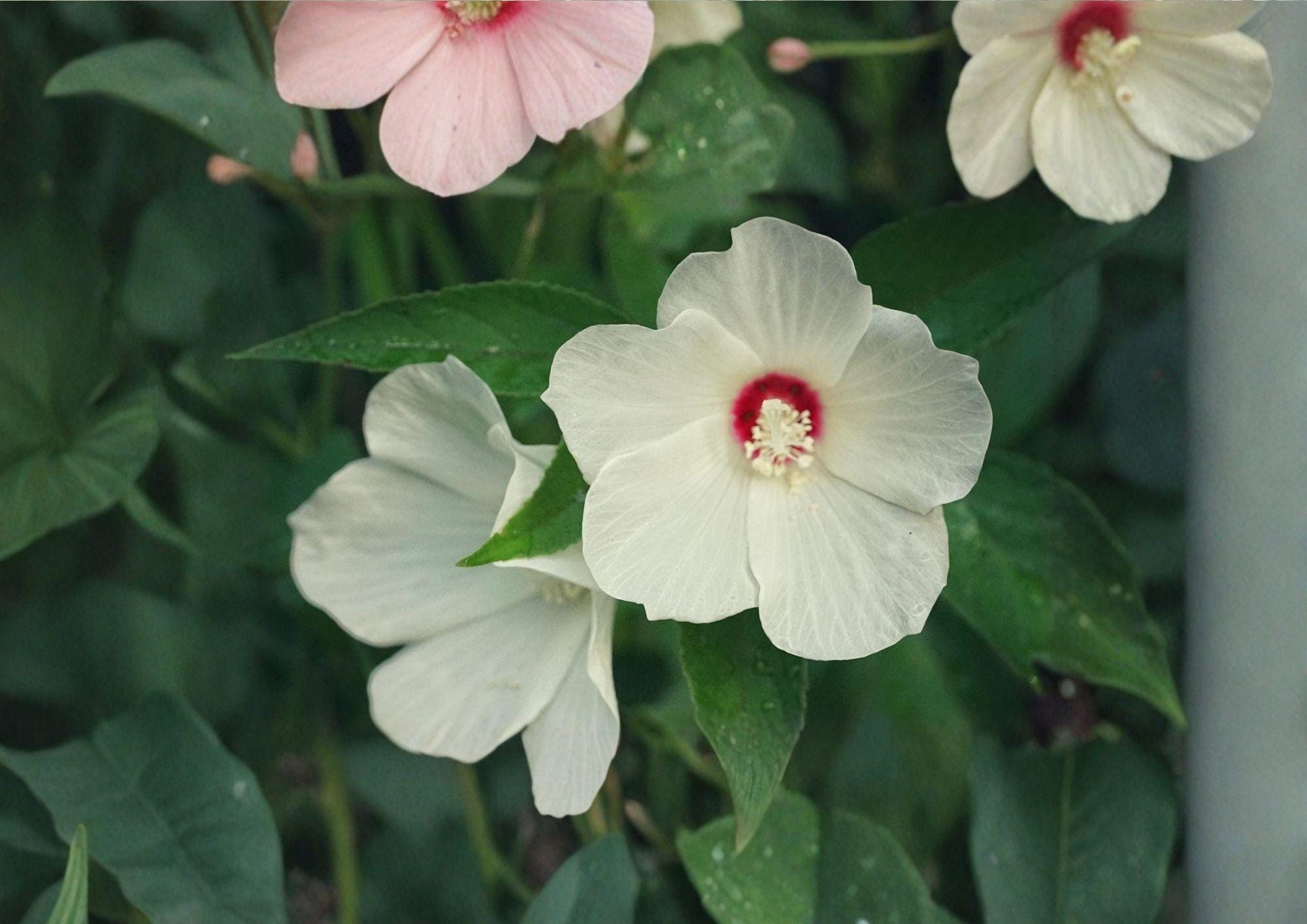 Swamp Rose Mallow Seeds - Crimson Eyed Hibiscus moscheutos Native Wetland Perennial for Pondsides & Rain Gardens (30 Seeds)