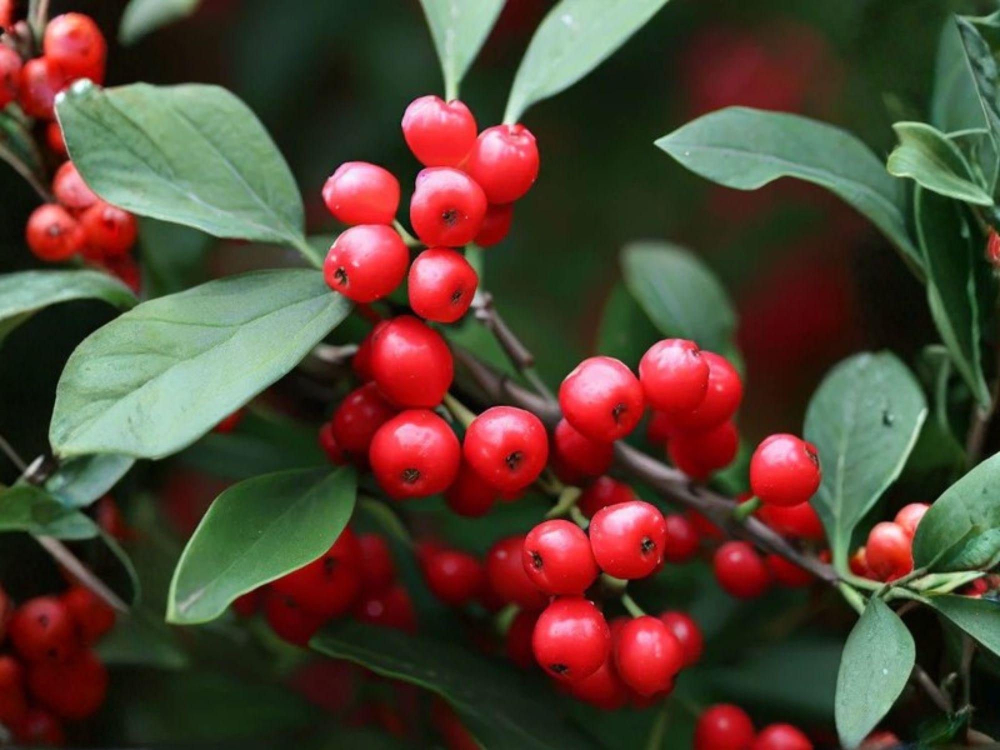 NY Ironweed Seeds (Vernonia noveboracensis) – Native Perennial with Purple Blooms for Pollinators & Prairie Gardens
