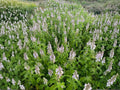Rattlesnake Master Seeds (Eryngium yuccifolium) – Native Prairie Plant for Pollinators & Drought-Tolerant Gardens
