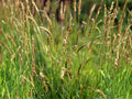 Prairie Pussytoes Seeds (100) | Native Wildflower with Silvery Foliage, White Blooms | Antennaria neglecta | Drought Tolerant, Pollinator Friendly