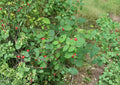Nanking Cherry Tree Seeds, Hardy Shrub, Edible Red Fruit, Ornamental Garden Plant, Prunus tomentosa, 10 Seeds