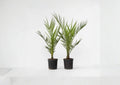 Phoenix Canariensis Seeds – Tropical Palm Tree for Landscaping, Ornamental Garden, Canary Island Date Palm, 10 Seeds