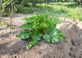 Rhubarb Seeds Victoria Heirloom Vegetable Seeds for Hardy Perennial Pie Plant, Garden Growing, 25 Seeds