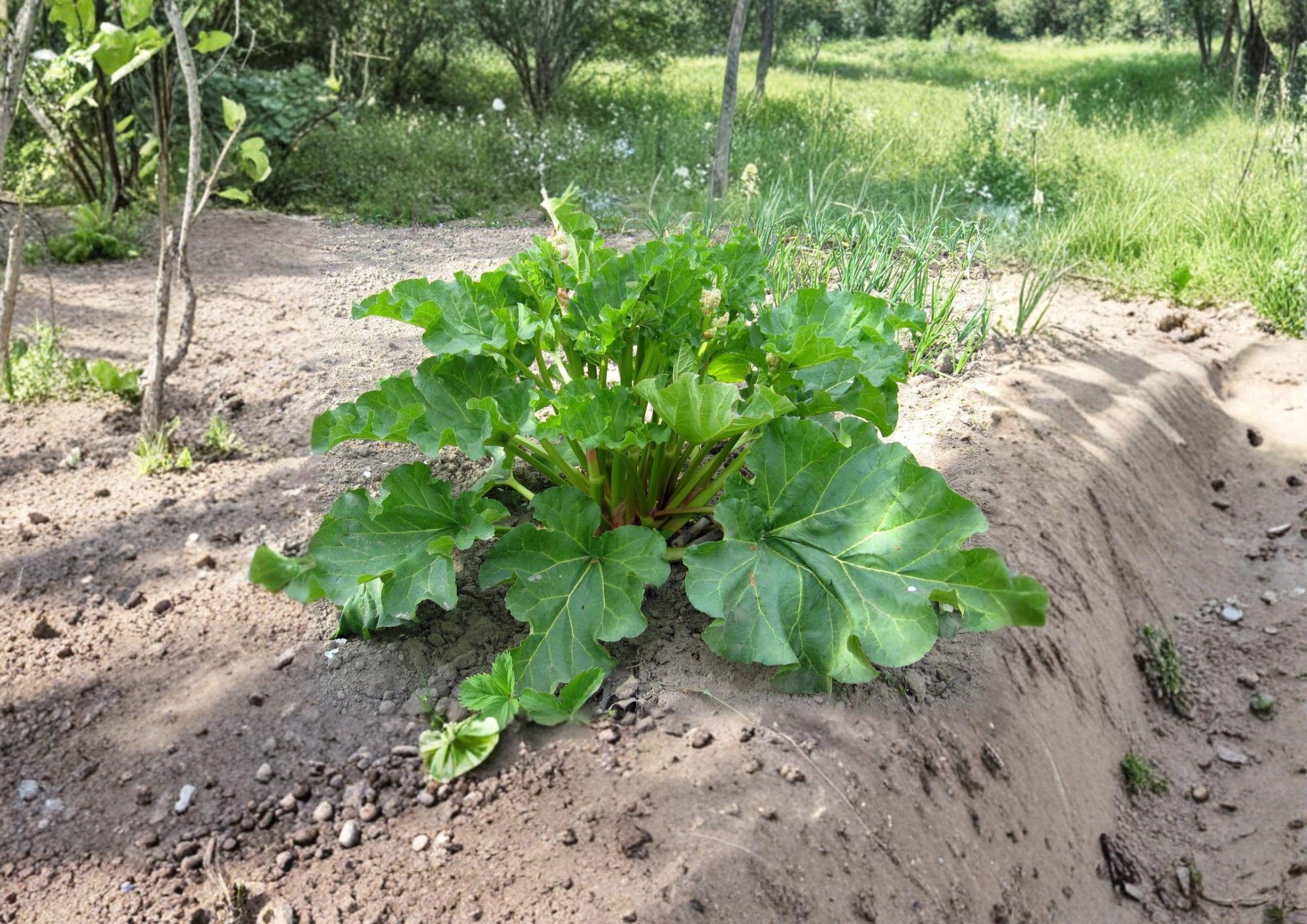 Rhubarb Seeds Victoria Heirloom Vegetable Seeds for Hardy Perennial Pie Plant, Garden Growing, 25 Seeds