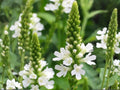 Nanking Cherry Seeds, Hardy Fruit Shrub, Pink Blossoms, Edible Red Cherries, Prunus tomentosa, 10 Seeds