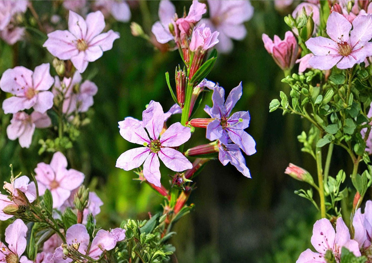Winged Loosestrife Seeds - Native Pink Purple Wildflower for Wetlands, Pollinator Plant, Lythrum alatum, 3000 Seeds