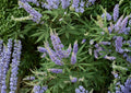 Vitex Agnus Castus Seeds – Fragrant Purple Flowering Shrub for Butterfly Gardens, Ornamental Drought Tolerant Plant
