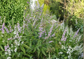 Texas Ebony Tree Seeds – Drought Tolerant Evergreen with Fragrant Cream Flowers, Pithecellobium Flexicaule, 10 Seeds