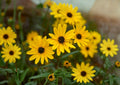 Helianthus Angustifolius Swamp Sunflower Seeds – 200 Native Wildflower Seeds for Bright Yellow Fall Blooms, Pollinator Friendly, Moisture Loving