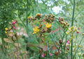 Hypericum Punctatum Seeds – 500 Native Wildflower Seeds for Dotted St. John’s Wort, Yellow Blooms, Perennial, Pollinator Friendly
