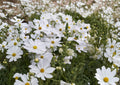 Cosmos Purity Seeds – 100 White Annual Flower Seeds for Summer Garden, Pollinator-Friendly, Easy to Grow, Cosmos bipinnatus
