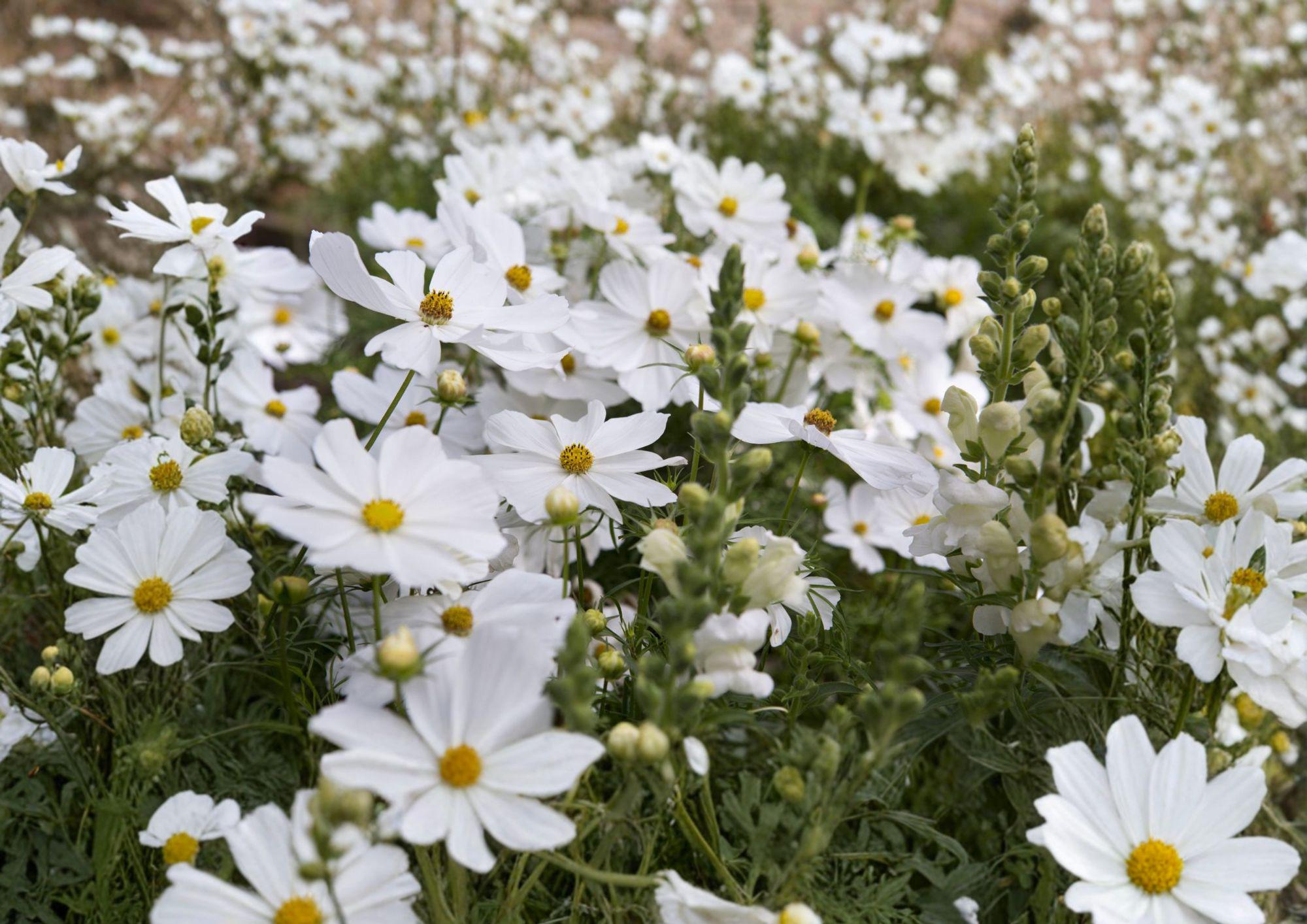 Cosmos Purity Seeds – 100 White Annual Flower Seeds for Summer Garden, Pollinator-Friendly, Easy to Grow, Cosmos bipinnatus