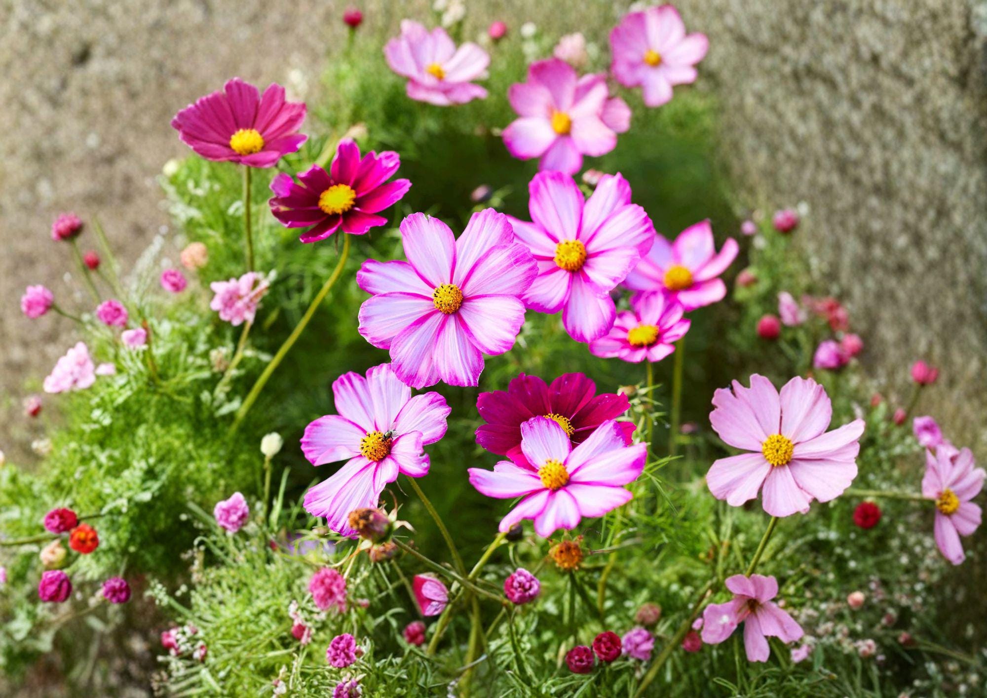 Cosmos Picotee Seeds – Bicolor Daisy Flowers, Annual Garden Flower, 100 Seeds, Pollinator Friendly, Easy to Grow