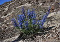 Sand Penstemon Seeds – 50 Native Wildflower Seeds for Drought Tolerant Perennial Gardens, Blue Purple Blooms, Penstemon acuminatus