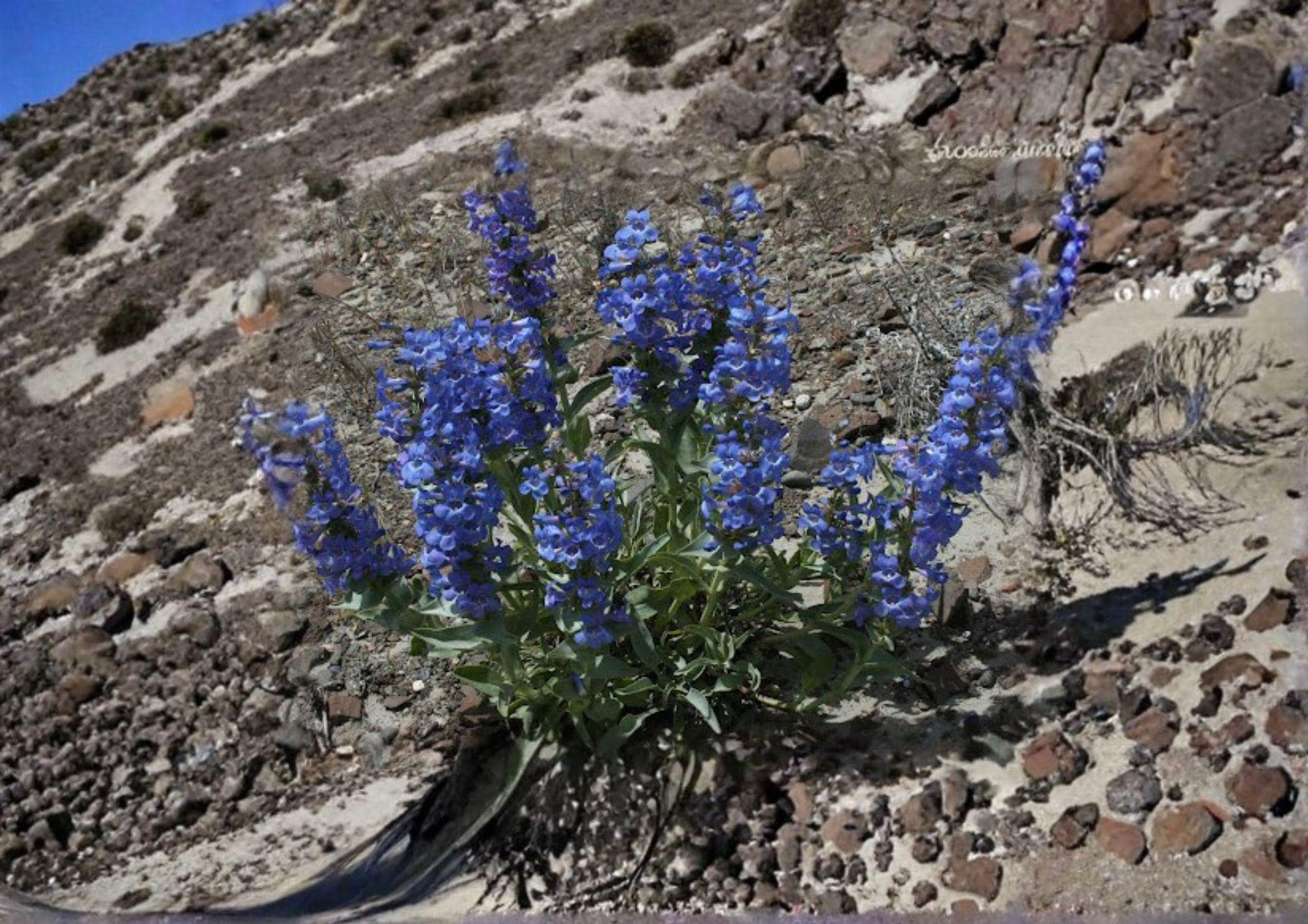 Sand Penstemon Seeds – 50 Native Wildflower Seeds for Drought Tolerant Perennial Gardens, Blue Purple Blooms, Penstemon acuminatus