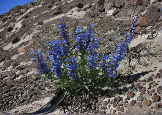 Sand Penstemon Seeds – 50 Native Wildflower Seeds for Drought Tolerant Perennial Gardens, Blue Purple Blooms, Penstemon acuminatus