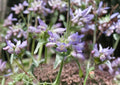Pagoda Penstemon Seeds – 50 Native Wildflower Seeds, Lavender Blue Blooms, Drought Tolerant Perennial, Penstemon Angustifolius