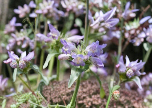 Pagoda Penstemon Seeds – 50 Native Wildflower Seeds, Lavender Blue Blooms, Drought Tolerant Perennial, Penstemon Angustifolius