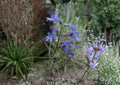 Penstemon Cyaneus Seeds – 50 Native Wildflower Seeds for Deep Blue Blooms, Drought Tolerant, Pollinator Friendly, Perennial, Prairie Garden
