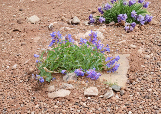 Penstemon Cyanocaulis Bluestem Beardtongue Seeds – 50 Native Wildflower Seeds for Blue Purple Blooms, Drought Tolerant Perennial, Pollinator Friendly