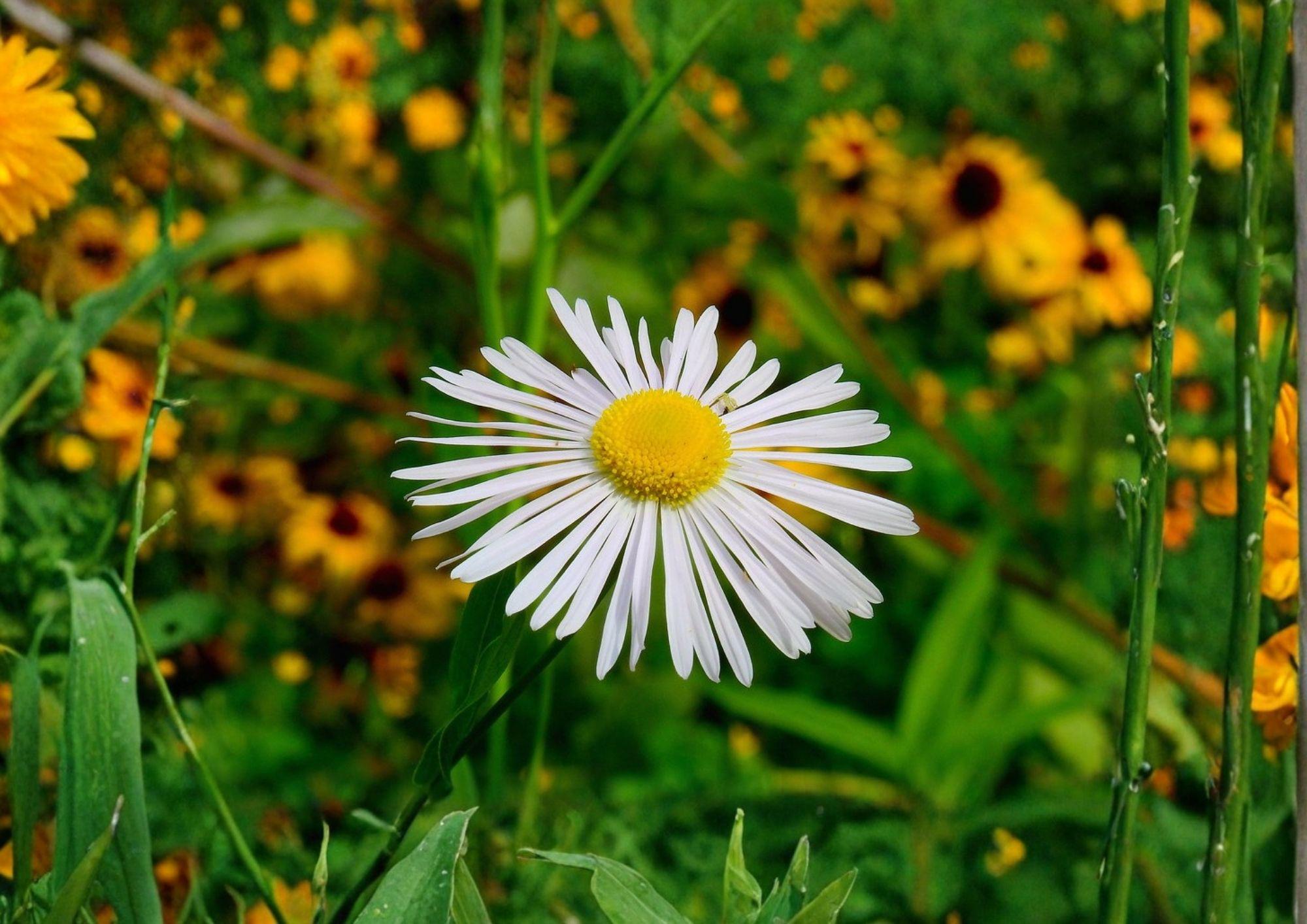 Decurrent False Aster Seeds – Native Wetland Pollinator Wildflower, Boltonia decurrens, 500 Seeds