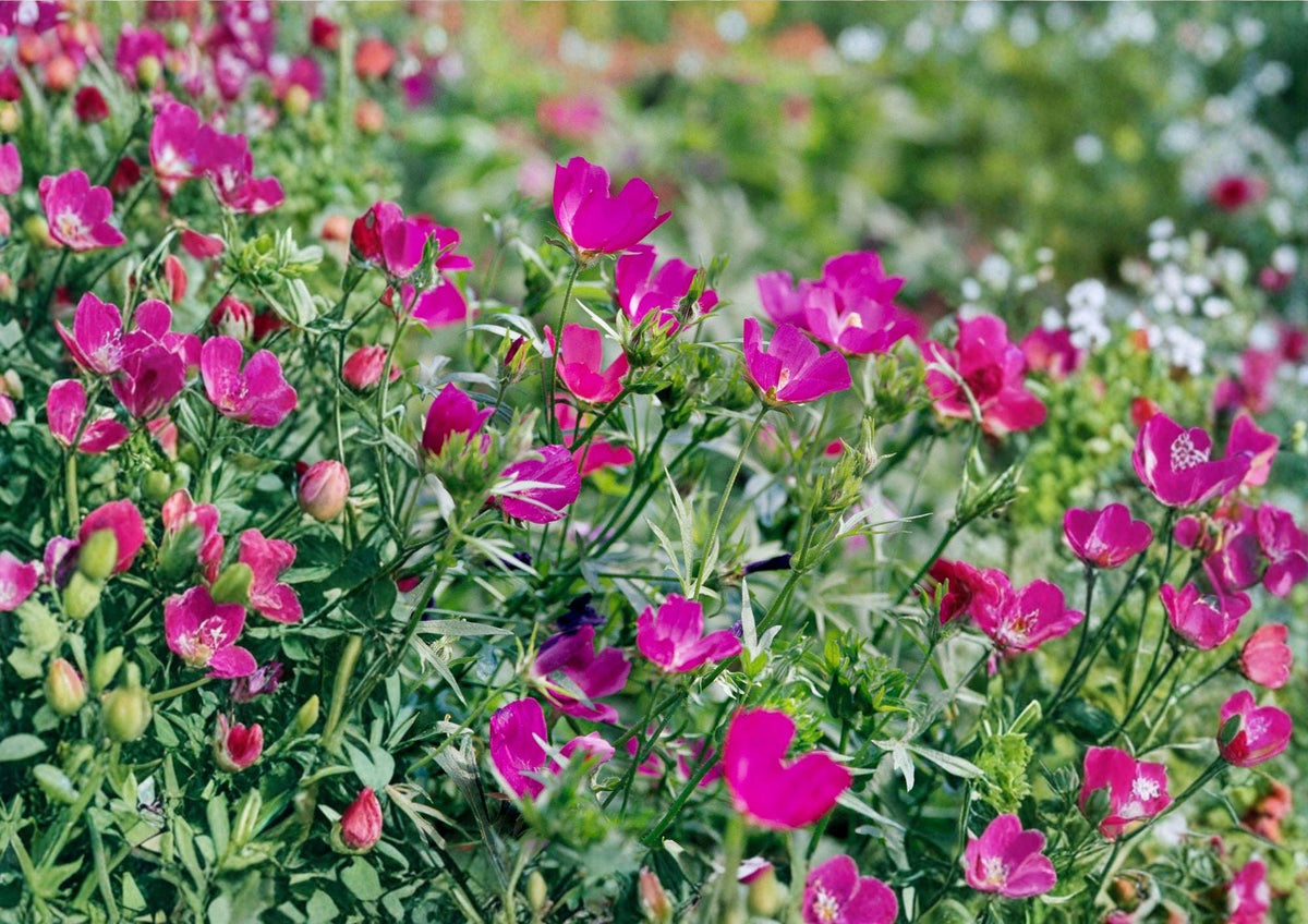 Purple Poppy Mallow Seeds - Magenta Ground Cover - Native Perennial Seeds (15 Seeds) - New Harvest Quality