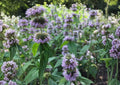 Downy Wood Mint Seeds – Blephilia Ciliata, Fragrant Purple Wildflower, Native Perennial for Pollinators, Meadow & Woodland Gardens (300 Seeds)