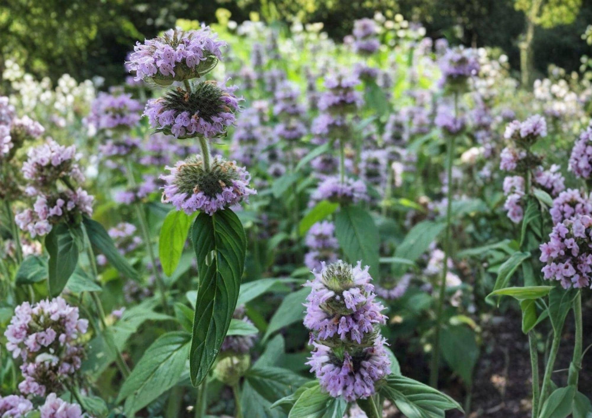 Downy Wood Mint Seeds – Blephilia Ciliata, Fragrant Purple Wildflower, Native Perennial for Pollinators, Meadow & Woodland Gardens (300 Seeds)