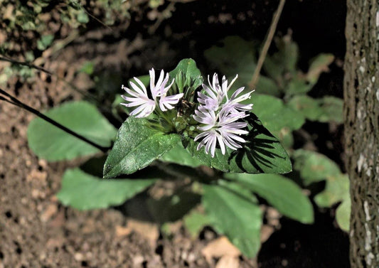 Elephantopus carolinianus Seeds - Carolina Elephant’s Foot Native Perennial Wildflower for Pollinators, Woodland Gardens, 100 Seeds