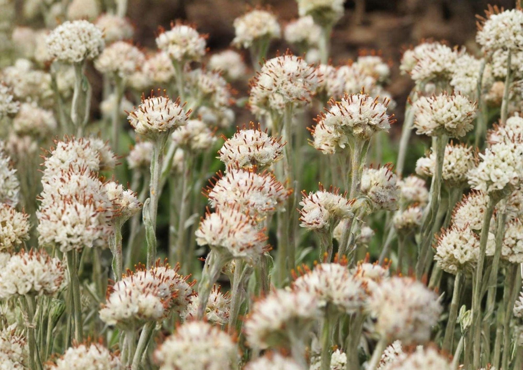 Prairie Pussytoes Seeds - Native Ground Cover, Drought Tolerant Wildflower, Antennaria neglecta, Fuzzy White Blooms, 100 Seeds