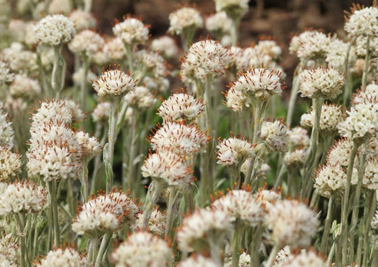 Prairie Pussytoes Seeds - Native Ground Cover, Drought Tolerant Wildflower, Antennaria neglecta, Fuzzy White Blooms, 100 Seeds