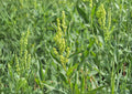 Pale Dock Seeds – Rumex altissimus Native Wetland Perennial for Wildlife Habitat, Moist Soils, Streambanks, 100 Seeds