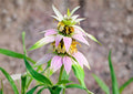 Spotted Bee Balm Seeds – Native Wildflower, Drought Tolerant, Monarda punctata, Pollinator Magnet, Lavender & Yellow Blooms, 100 Seeds