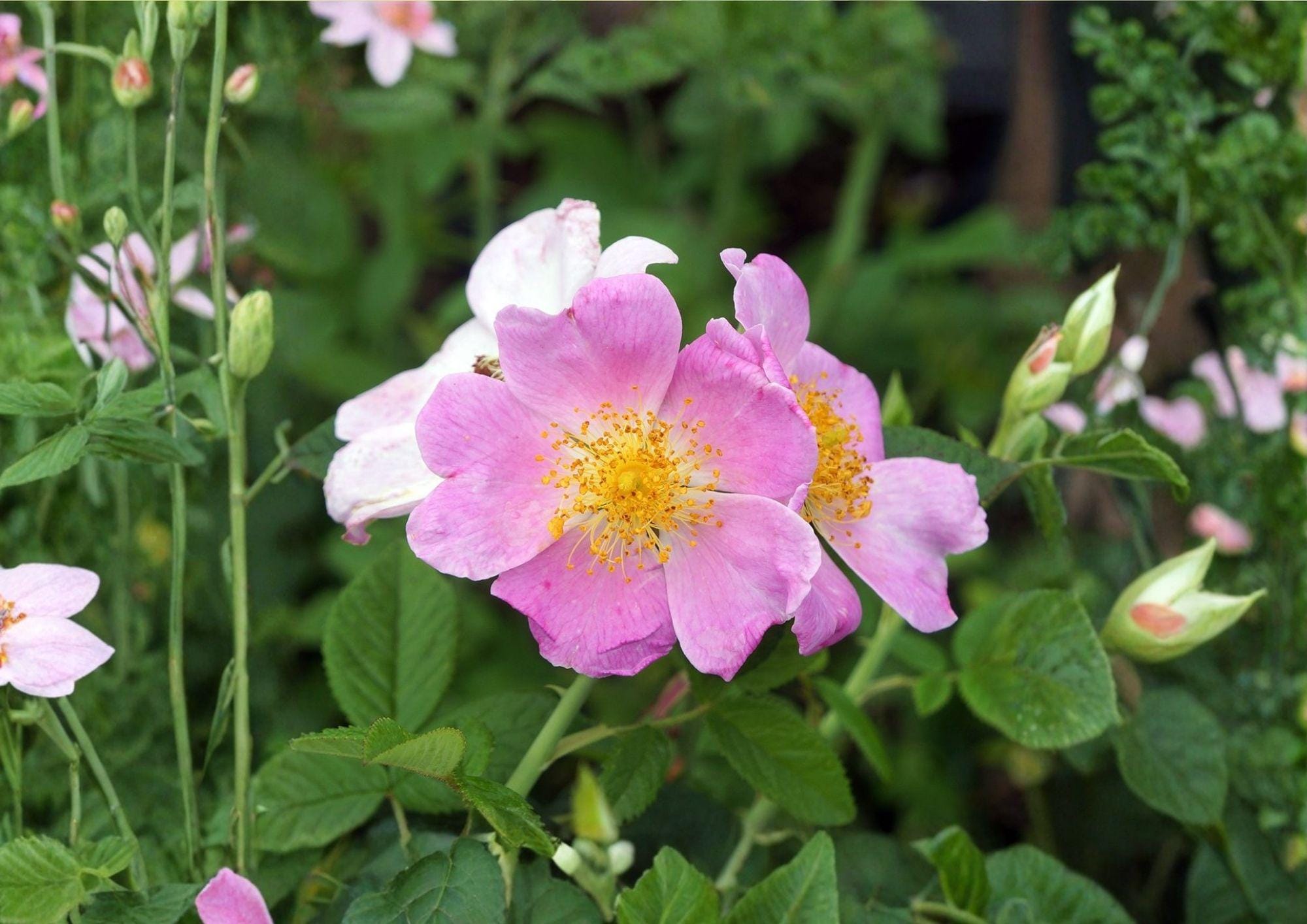 Illinois Rose Seeds – Native Fragrant Climbing Prairie Rose Rosa setigera for Fences, Trellises & Wildlife Gardens