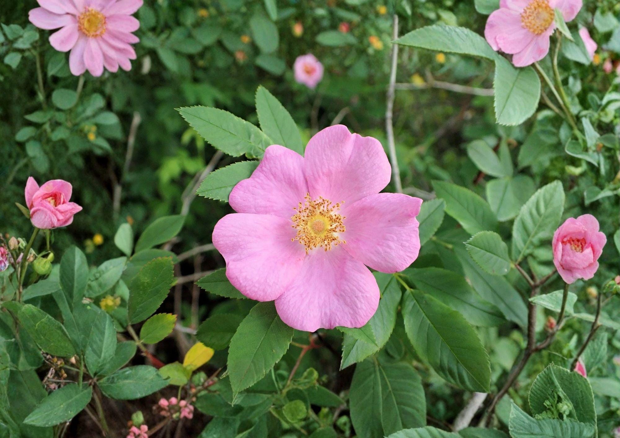 Swamp Rose Seeds – Rosa Palustris, Native Fragrant Pink Shrub, Wetland & Rain Garden Plant, 30 Seeds